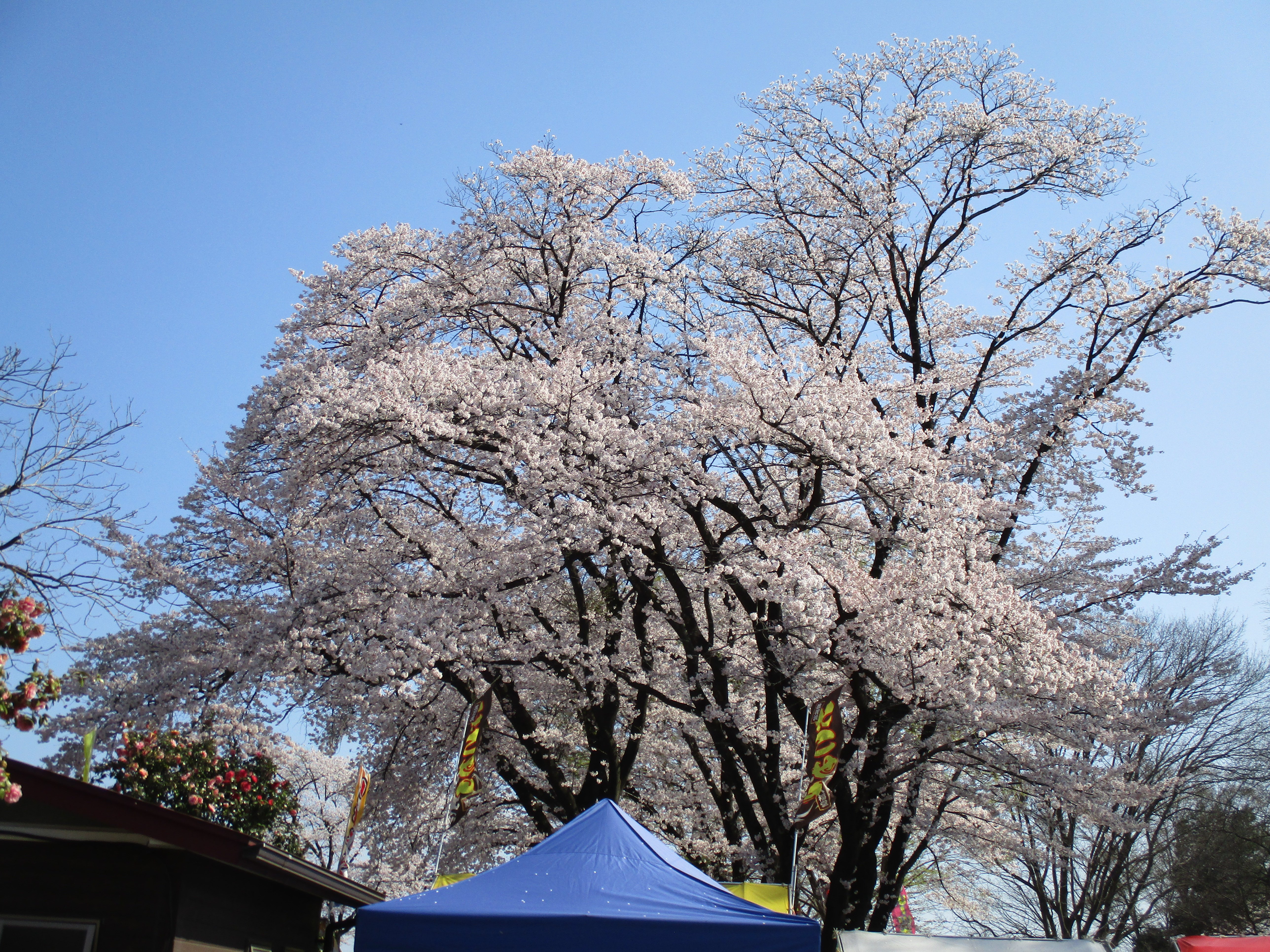 https://www.hokutokai.or.jp/clover/%EF%BC%94%E6%9C%88%E3%83%96%E3%83%AD%E3%82%B0.JPG