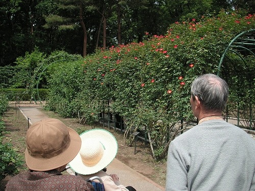 ＧＨ井頭公園バラ園　小.jpg