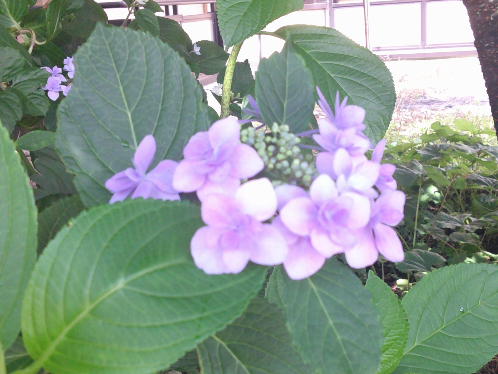 https://www.hokutokai.or.jp/clover/569cfa980c8c3327653994a8c24b772aaf2b8fbc.JPG