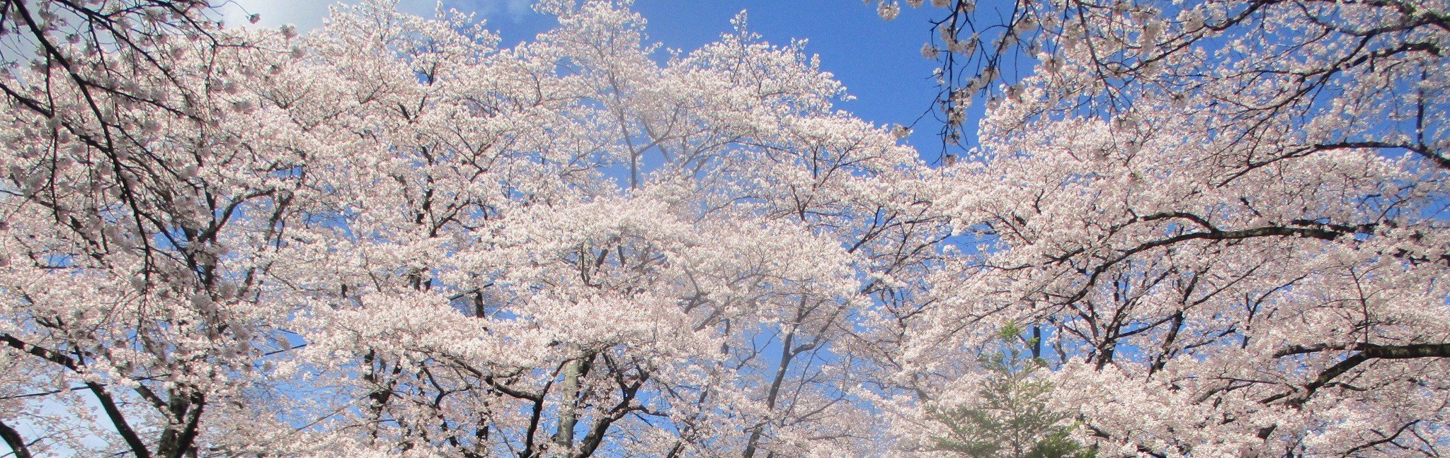 https://www.hokutokai.or.jp/clover/R8.%EF%BC%94%E6%9C%88%E3%83%96%E3%83%AD%E3%82%B0%E5%86%99%E7%9C%9F3F.JPG