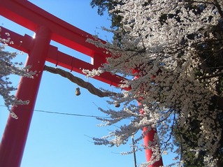 デイお花見.jpg