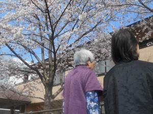 GHU　4月　花見 (2).JPG