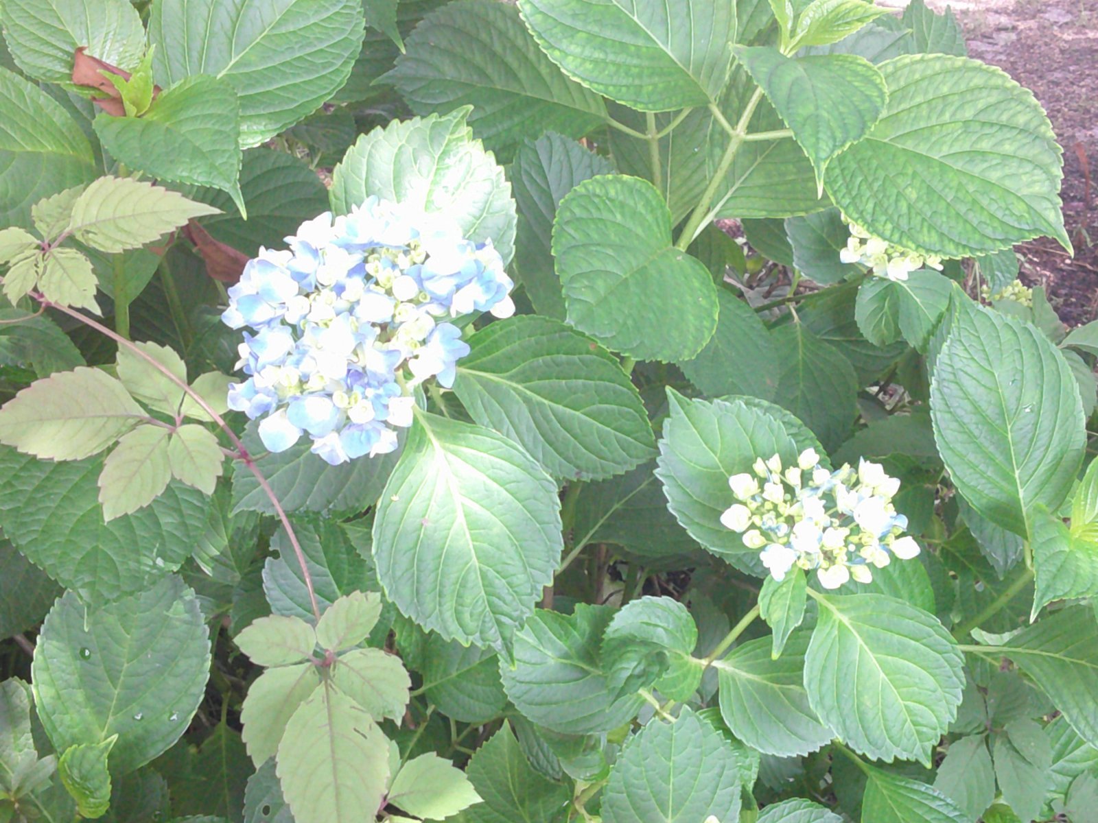 https://www.hokutokai.or.jp/clover/d7b663c606dbbc1e91318497319d6f1370b6e104.JPG